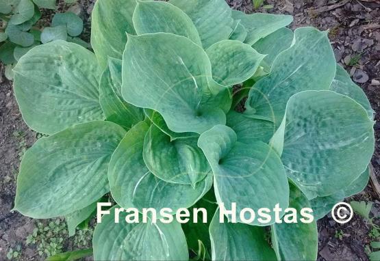 Hosta Spilt Milk